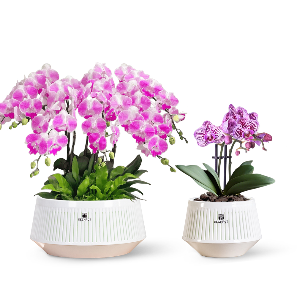 Desk Setup Plant - Meshpot Orchid Pot with Holes &