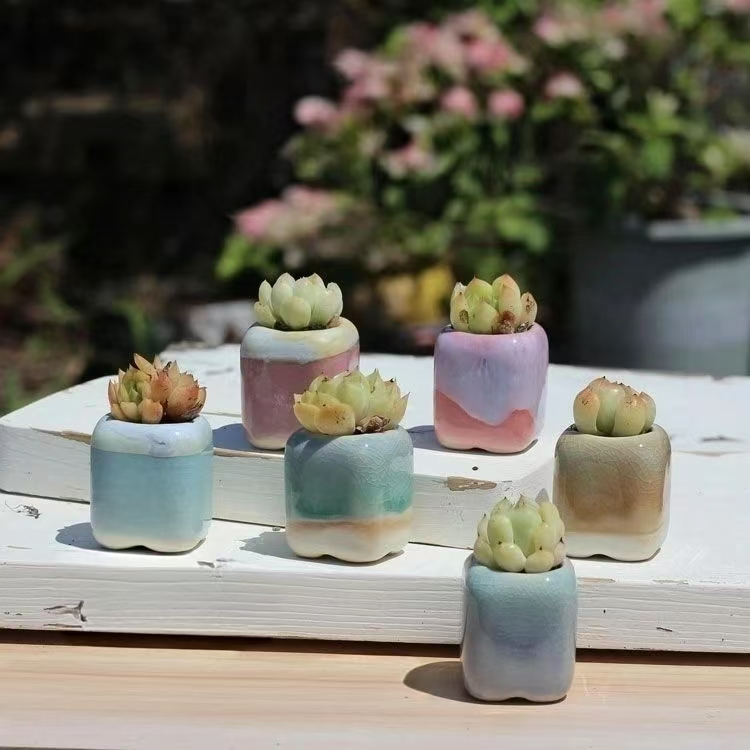 6Pcs Mini Flowerpot Succulents - Desk Setup Plant 评论和价格